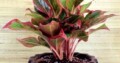 Aglaonema lipstick – Plant