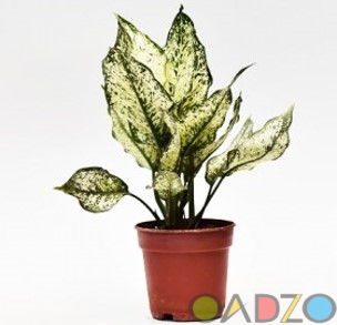 Aglaonema