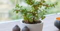 Wealth Boomer Jade Plant: Succulent Plant