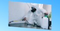 Online Pest Control Service in Bangalore