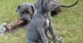 Can cane corso puppies make your health better ?